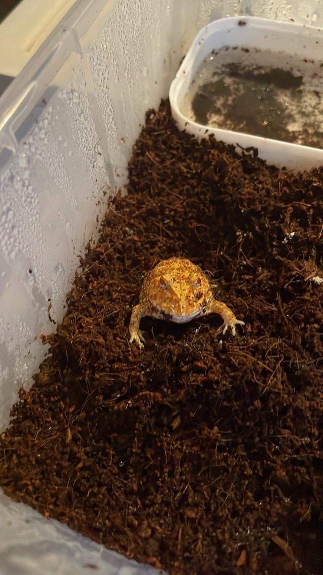 Preview of the first image of 12 week old strawberry Pac-Man/horned frog.