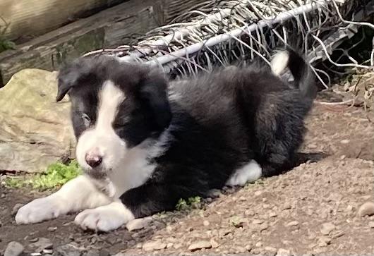 Image 8 of Home reared Border collie pups