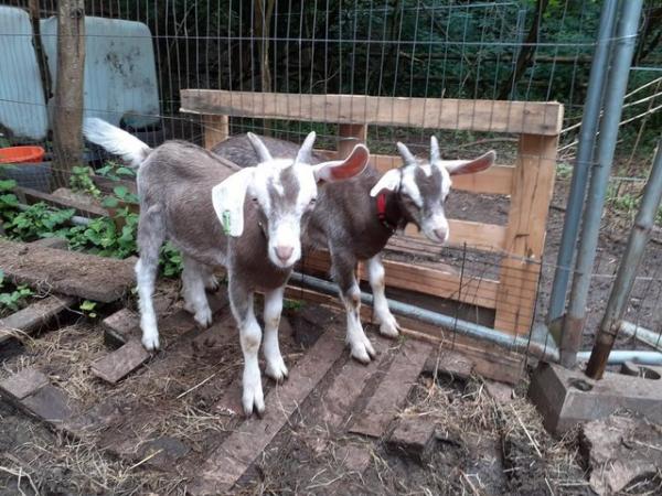 Image 1 of British Toggenburg Cross Wether Goat Kids. £150 for Pair