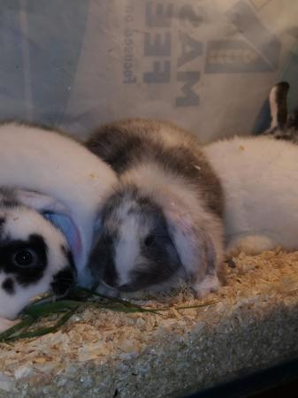 Image 4 of Baby mini lops 2 for £100