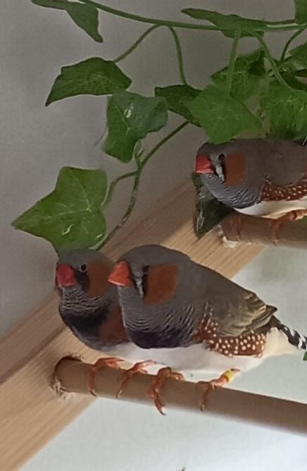 Preview of the first image of Beautiful zebra finches. £5-20 depending on mutation.