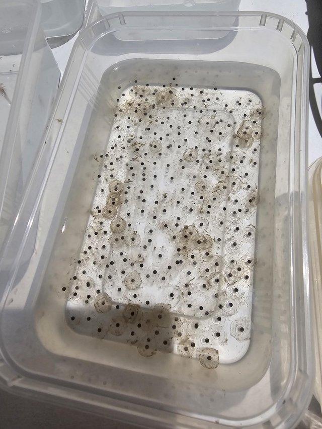 Preview of the first image of Leucistic (pink) axolotl eggs.