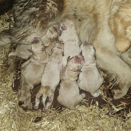 Image 8 of *Ready now* Golden retriever puppies *