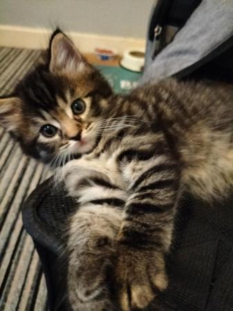 Image 12 of 2 Beautiful Tabby Kittens