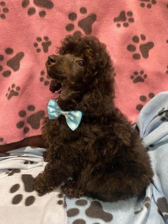 Image 14 of Beautiful Toy Poodles“ready now”