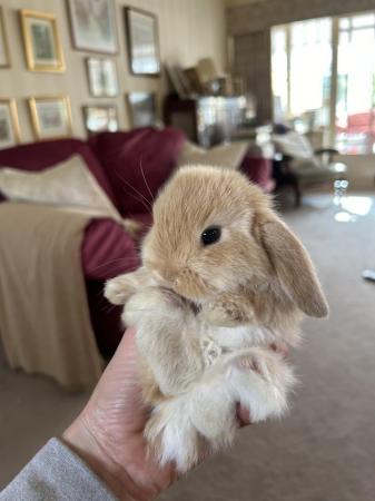 Image 3 of Baby bunnies for sale will be ready in 3 weeks