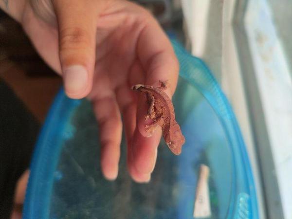 Image 4 of baby crested Geckos for sale..