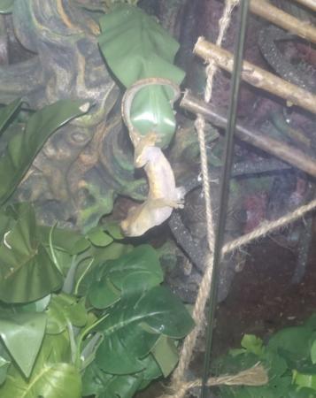 Image 1 of 4 year old male crested gecko with full set up