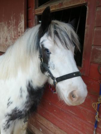 Image 2 of Beautiful blue and white cob mare. Ride and drive.