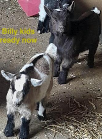 Image 2 of Pygmy goats nanny Billy’s and weathers