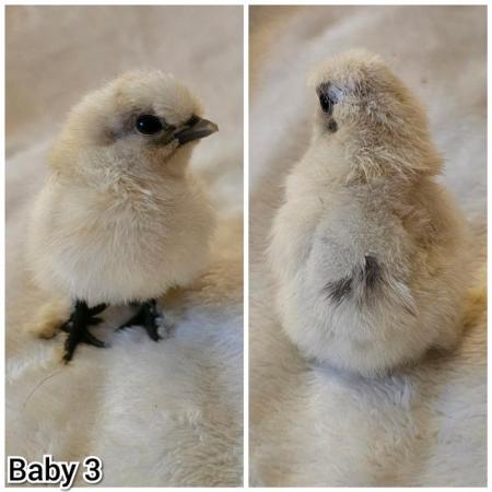 Image 4 of **BRAND NEW** Silkie and Showgirl chicken chick's *RARE*
