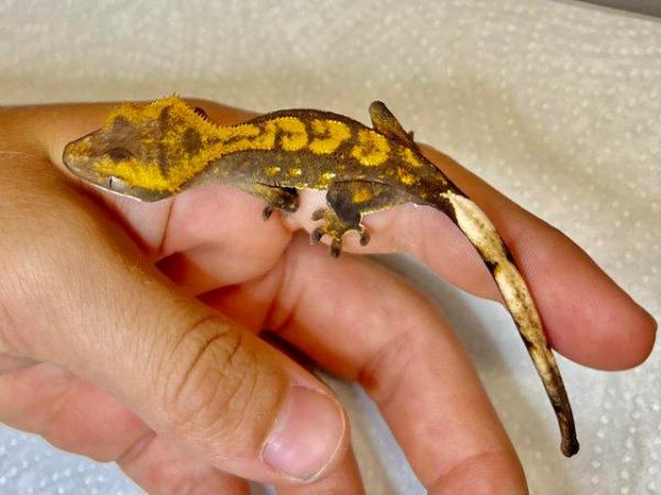 Image 2 of Crested gecko babies tri colour harlequin