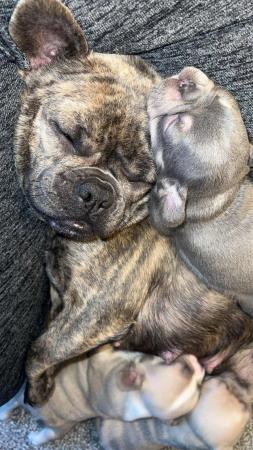 Image 7 of Adorable French bulldog puppies 5 weeks old