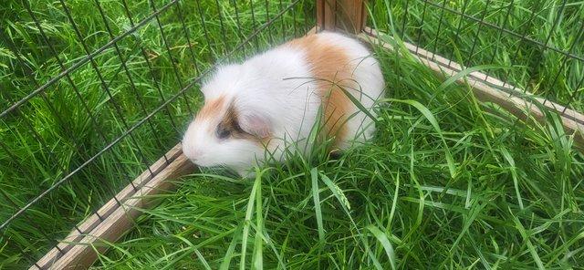 Image 2 of Max - 3.5yr old male guinea pig ( needs to be only piggy )