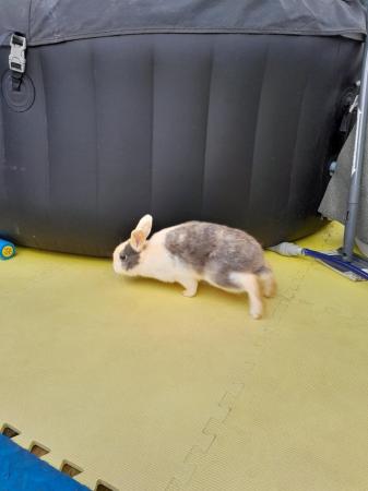 Image 6 of 2 Gorgeous Mixed Breed Rabbits