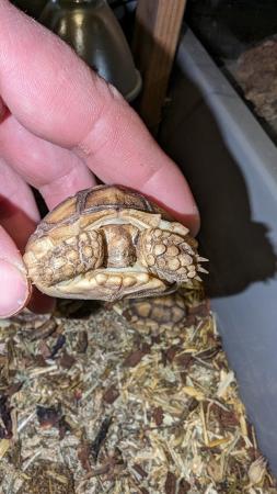 Image 2 of 2 x Cb23 sulcata tortoises UK bred