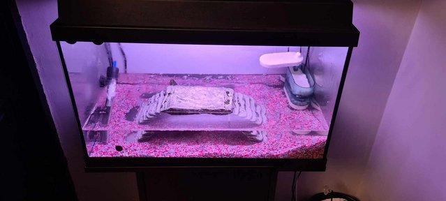 Image 3 of 1 year old Musk Turtle with full tank set up