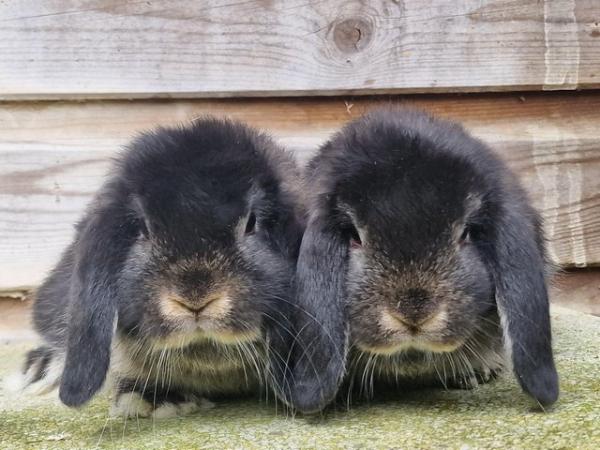 Image 2 of Gorgeous pure mini lop baby rabbits for sale