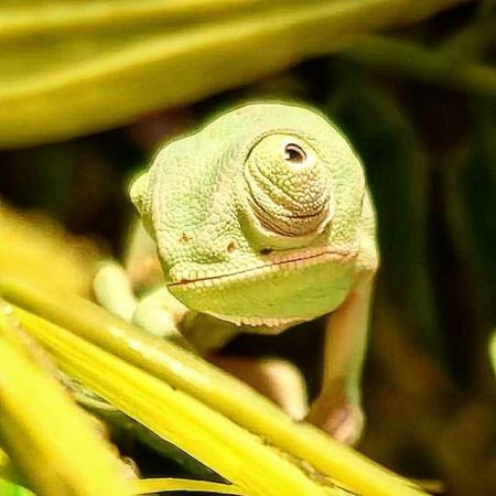 Image 3 of Yemen Chameleon babies, READY N0W £50 male and female avail