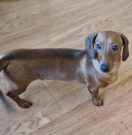 Image 19 of Adorable Miniature smooth Dachshund puppies ready now.