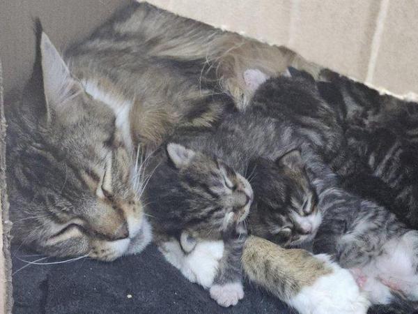 Image 1 of **** SOLD **** Mainecoon x Norwegian Forest Kittens