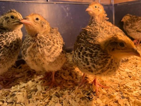Image 16 of Day old to 2 week Japanese Quails in Many Colours Inc Black