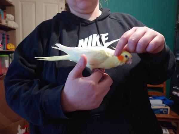 Image 6 of Hand reared silly tame female baby cockatiel for reservation