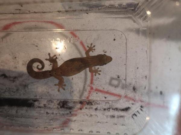 Image 3 of Mourning geckos hachlingd and semi adults for sale.