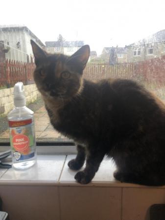 Image 1 of 1 year old female tortie cat