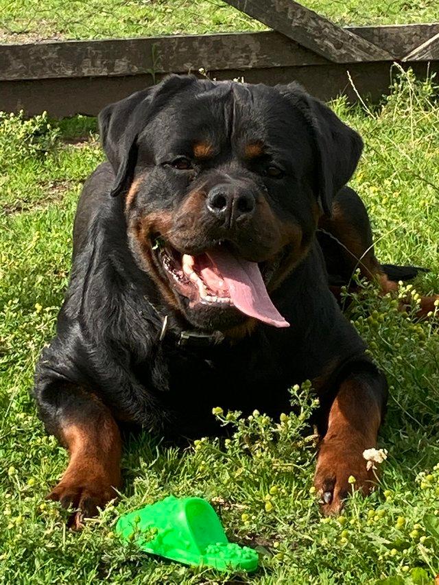 Preview of the first image of **** STUNNING ROTTWEILER FOR STUD DUTIES *****.
