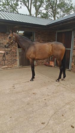 Image 2 of Very classy ROR 4 yr old filly.