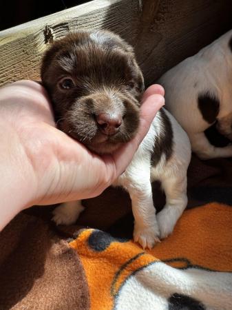 Image 23 of READY NOW Fabulous English springer puppies