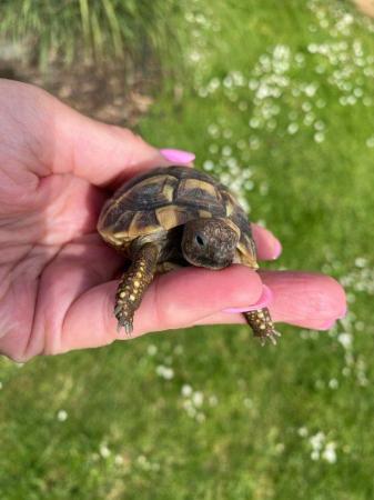 Image 2 of 2022 Hermann Tortoise hatching's for sale