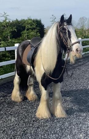 Image 3 of Outstanding traditional gypsy cob mare
