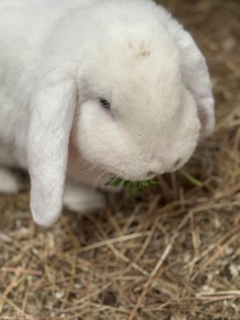 Image 1 of French lop doe for sale