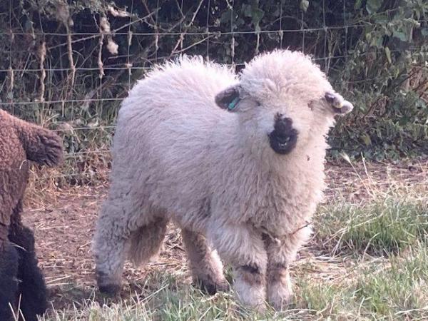 Image 5 of Swiss Valais X Lambs - Friendly, Perfect Pets £150each