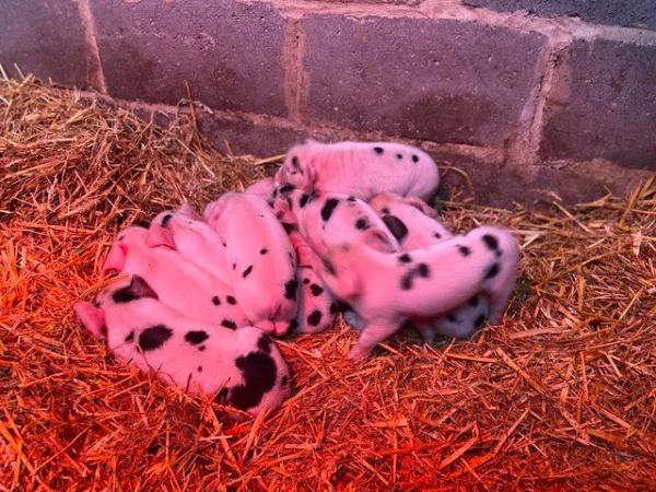 Image 3 of Gloucestershire Old Spots Piglets