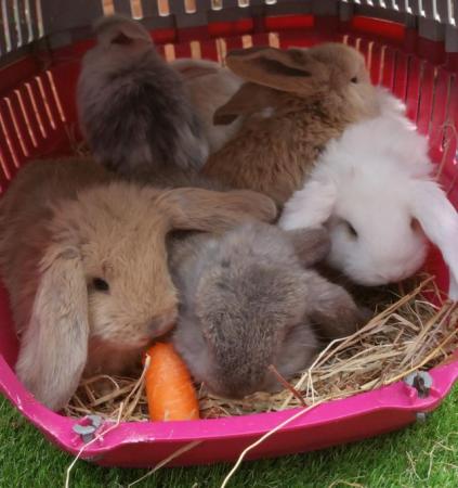 Image 2 of Giant French Lop babies - fully vaccinated 3 in 1