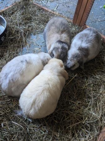 Image 4 of Friendly lop eared rabbits