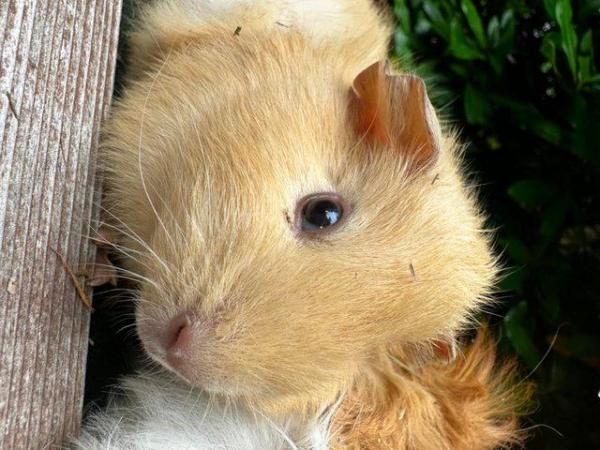 Image 6 of Guineapiggies-well handled selection of little lovelies