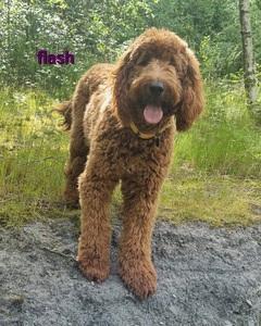 Image 4 of SOLD OUT quality red girls goldendoodle x irishdoodle
