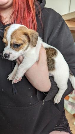 Image 5 of Tiny Jack Russell puppies 3  left
