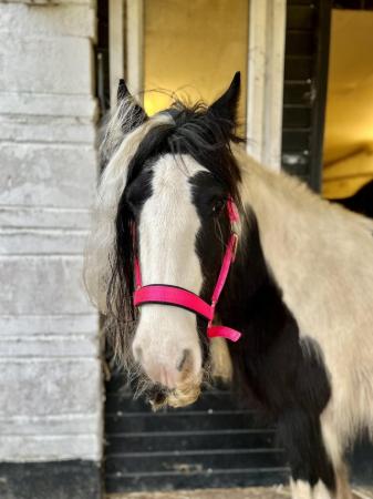 Image 3 of Gypsy Vanner Mare for sale