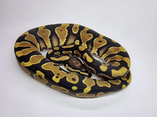 Image 5 of Royal / Ball Pythons - Multiple available