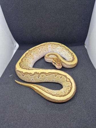 Image 7 of Various ball python available