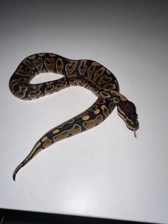 Image 9 of Royal Pythons Pied Clown Highway Ivory BEL Adults and CB23