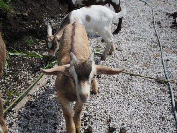 Image 1 of Billy goat kid Saanen x toggenberg x boer