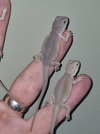 Image 3 of Baby Bearded Dragons, zeros, weros and Witblits