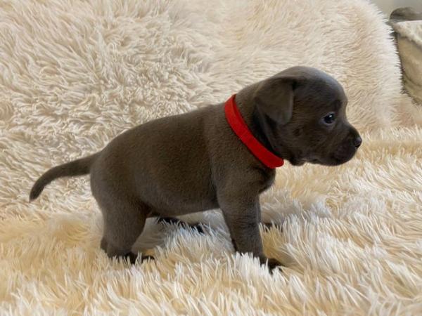 Image 7 of Champion blue Staffordshire bull terrier puppies
