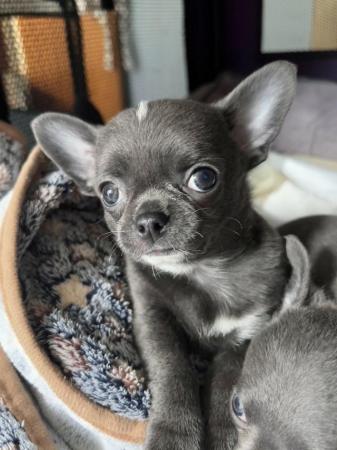 Image 1 of Chihuahua smoothcoat Apple head lil boy (ready 10th June)